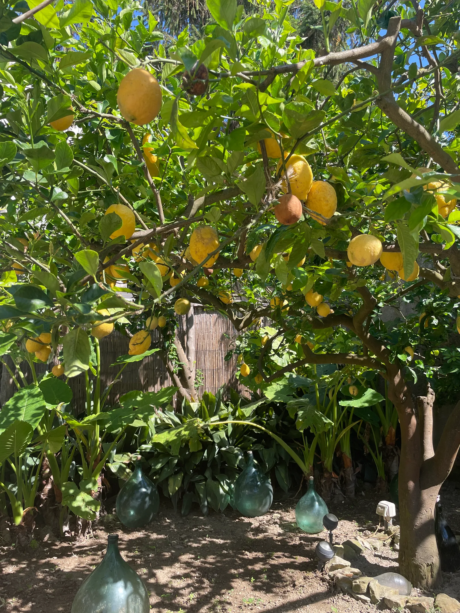 Lemon grove at Capri Wine Hotel